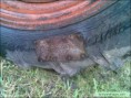 /album/srandovni-a-hloupe-napady/iron-on-patch-round-iron-on-patch-runde-fer-sur-la-correction-ronde-zelezna-zaplata-na-kolo-jpg/